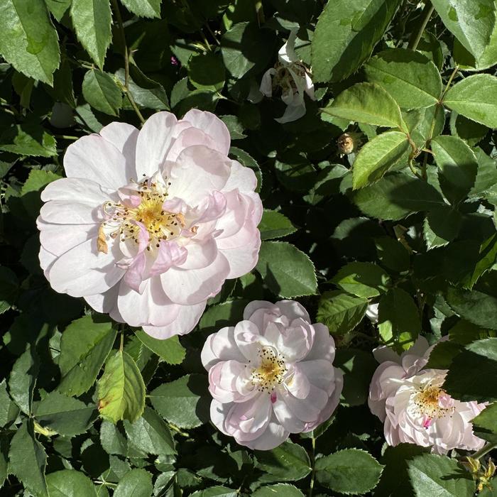 Moss Rose Yellow 1 Gal