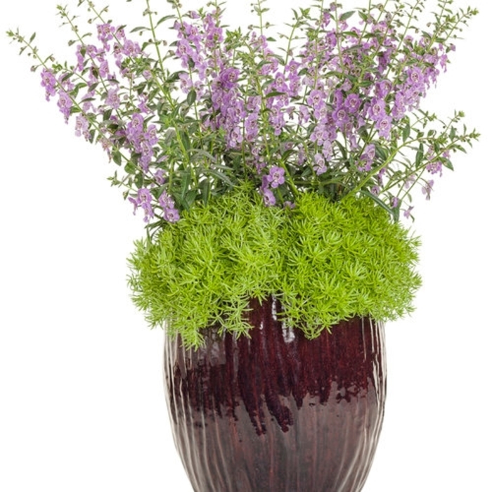 Variegated Sweet Flag (Ogon) 1 Gal