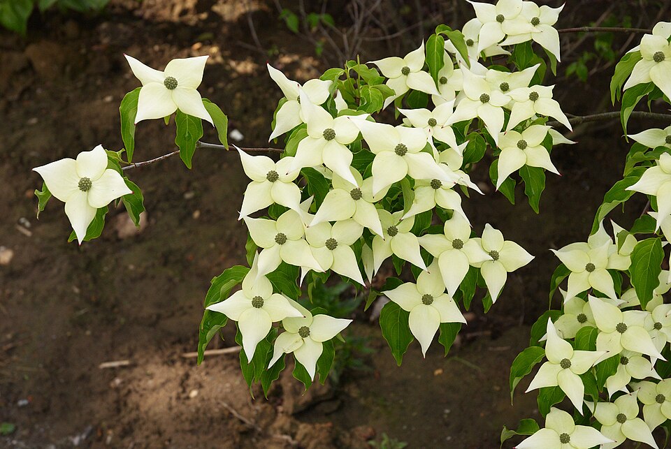 Kousa Dogwood