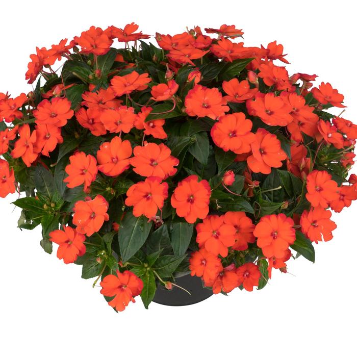 Impatiens Sunstanding Jazzy Coral Quart