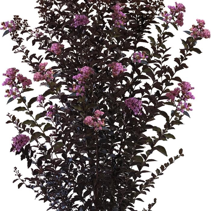 Crape Myrtle THNDSTRK White Flash 15 Gal