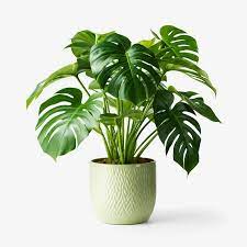 Monstera Deliciosa
