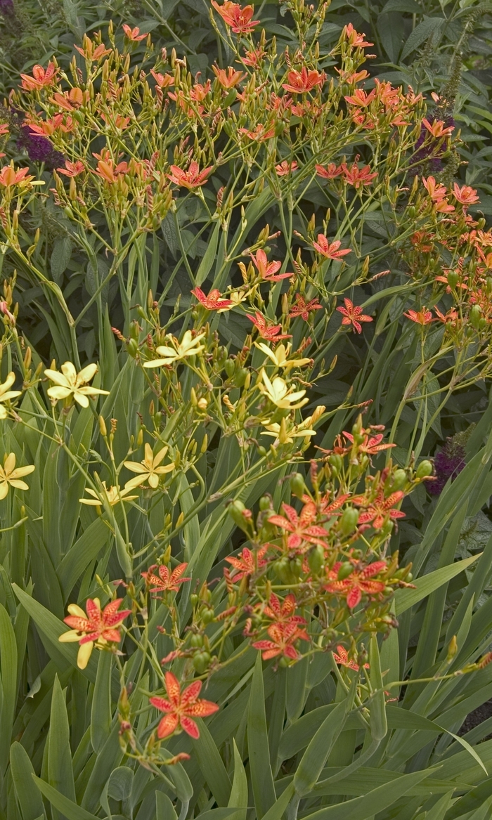 Coral Bells Paris 1 Gal