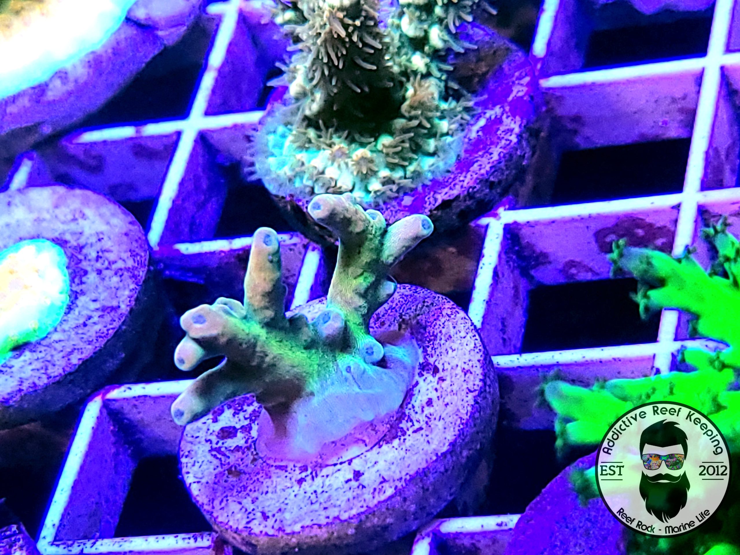 RRC Jawdropper SPS- WYSIWYG