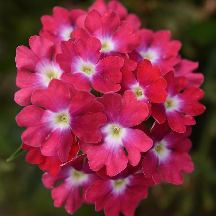Verbena Cadet Upright Pink 1 Gal