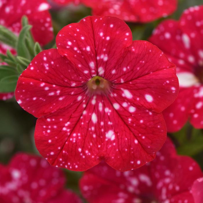 Petunia Headliner Starry Sky Burgundy 12" HB