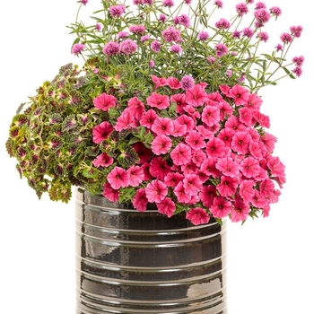 Deco Combo planter 12"