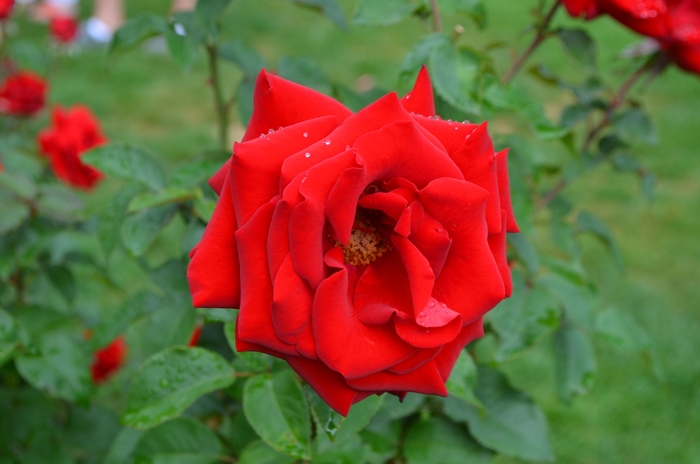 Tea Rose Oklahoma Hybrid 2 Gal