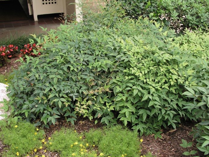 Nandina Lemon Lime 3 Gal