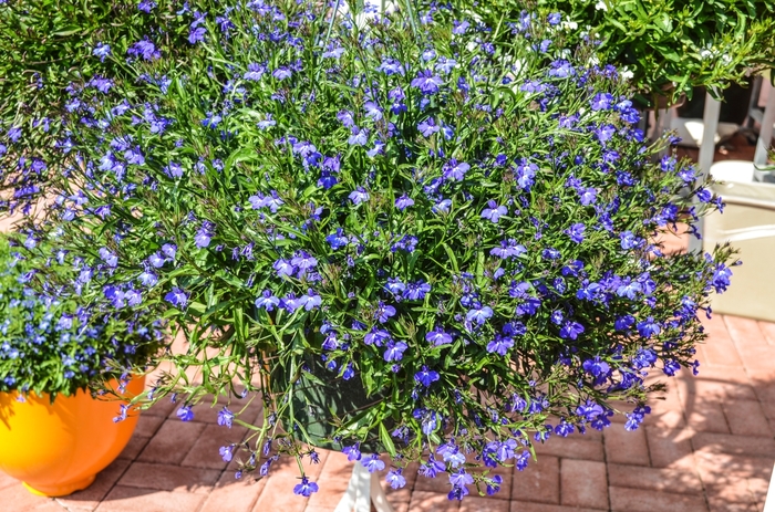 Lobelia Magadi White 12" HB