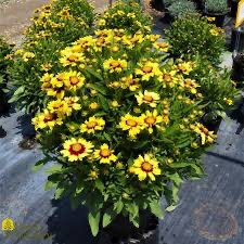 Uptick Gold & Bronze Coreopsis, 1 gallon