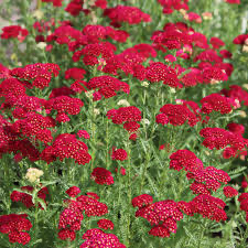 Red Velvet Yarrow (Achillea), 1 gallon