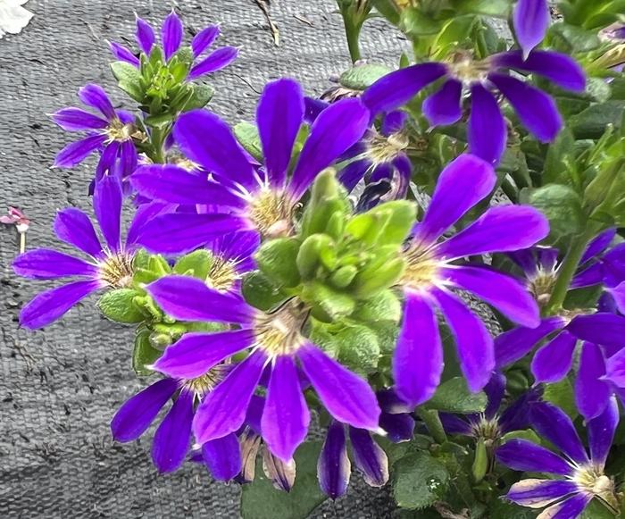 Scaevola Surdiva Classic Blue Quart