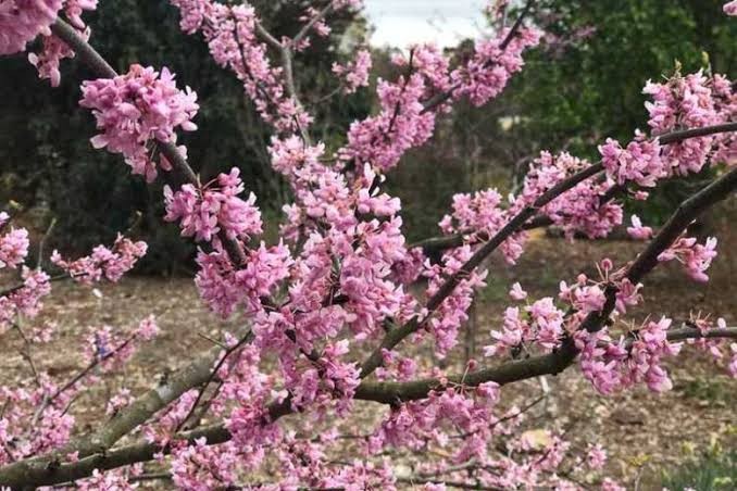 Alley Cat Redbud (Cercis), 7 gallon