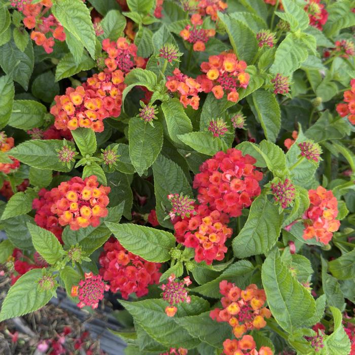 Lantana Hot Blooded 1 Gal