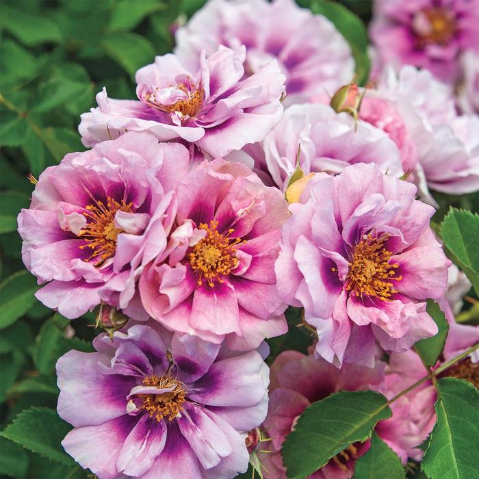 Easy Does it Tree Rose 5 Gal