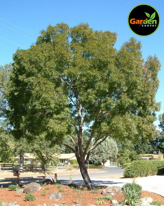 Raywood Ash at Garden Center of Las Cruces