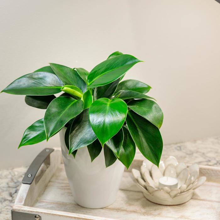 Philodendron Imperial Red 2"