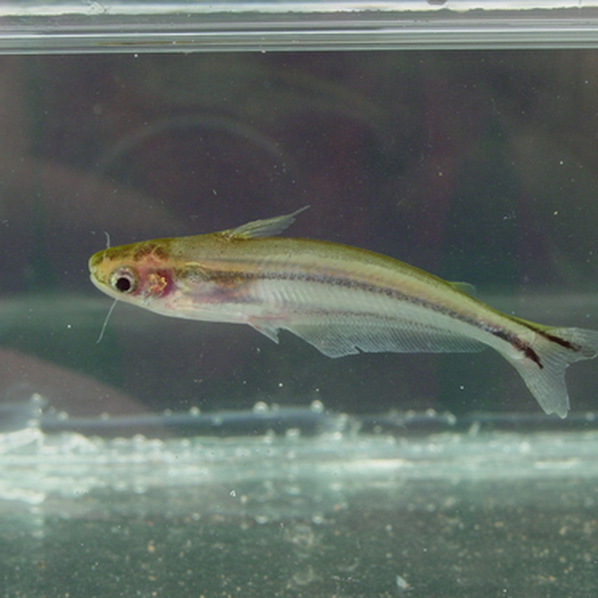 African Glass Catfish