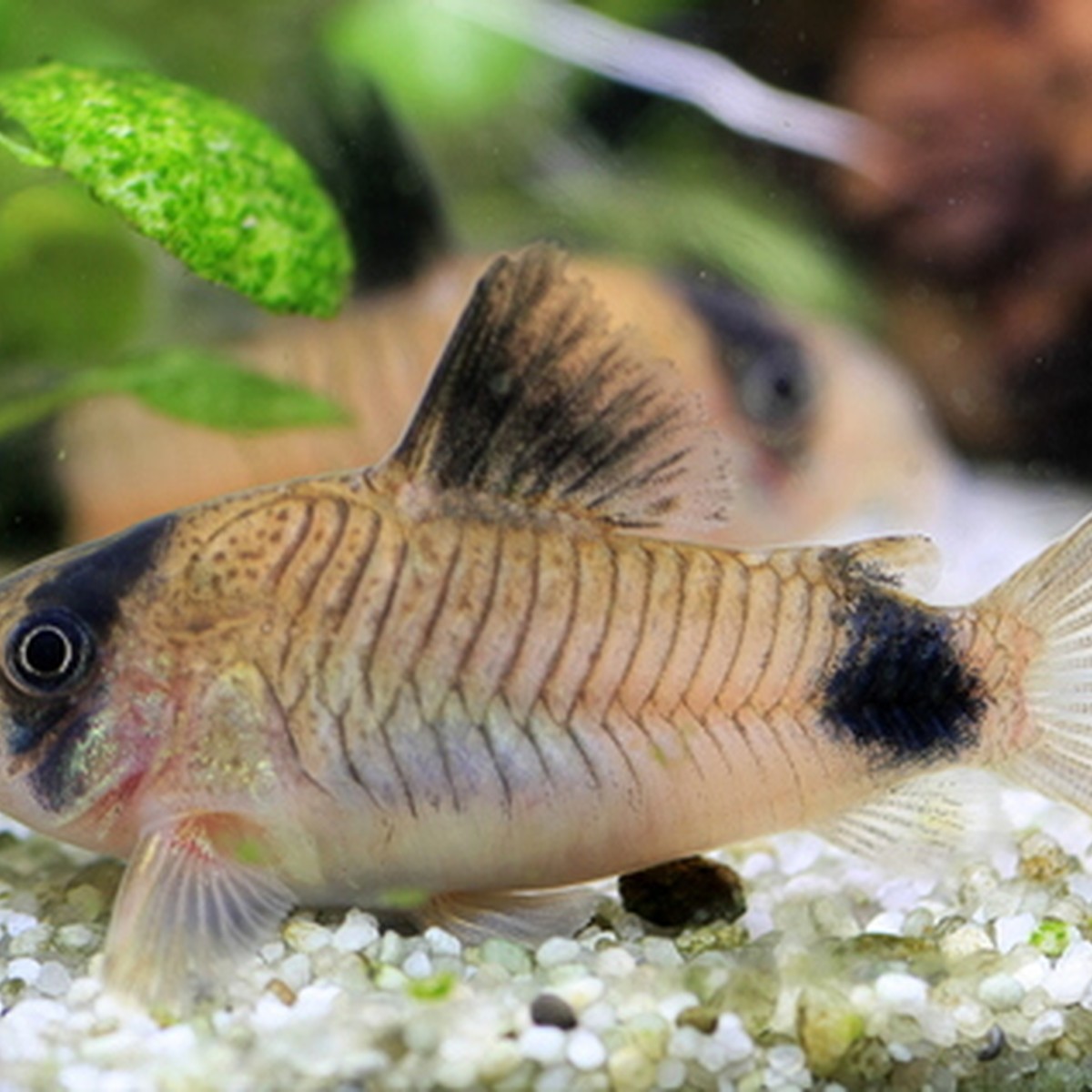 Longfin Panda Cory