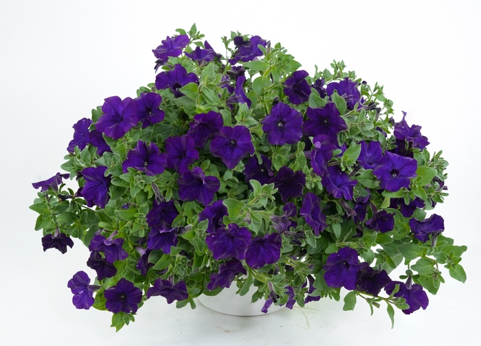 Petunia 10" HB