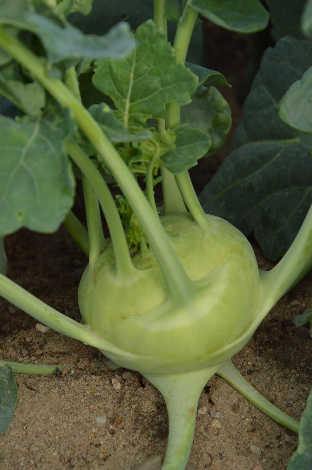 2x Kohlrabi Delicacy White Plug Plants – Salad / Cooking Vegetable - Hardy