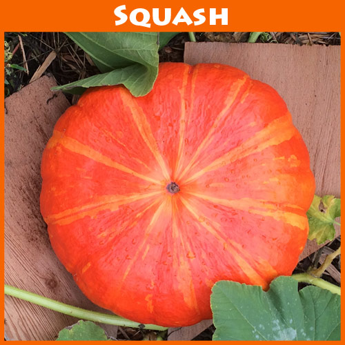 Pumpkin Rouge V'if D'Etampes