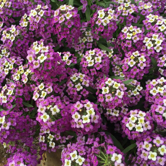 Alyssum Stream White 10" HB