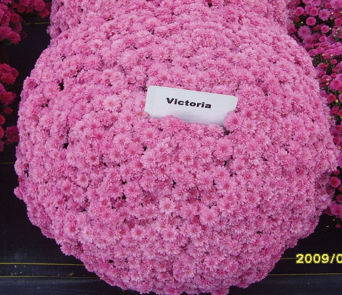 Mum Wanda Lavender 3 Gal