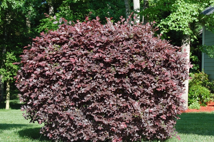 Loropetalum Zhuzhou Fuchsia 7 Gal