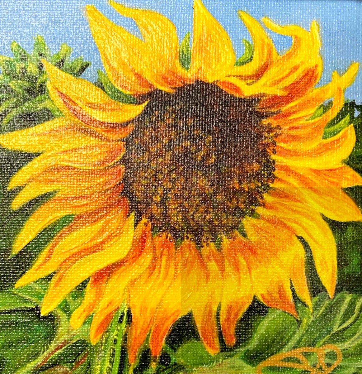 Sunflower II