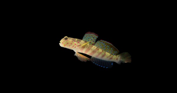Pink Spotted Watchman Goby