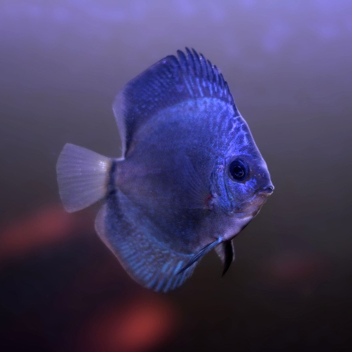 Cobalt Blue Discus