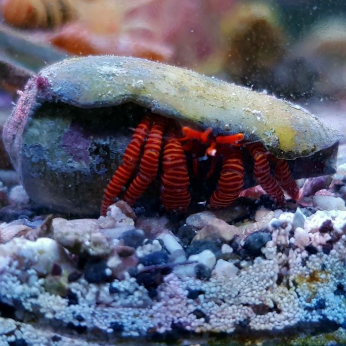 Halloween Hermit Crab