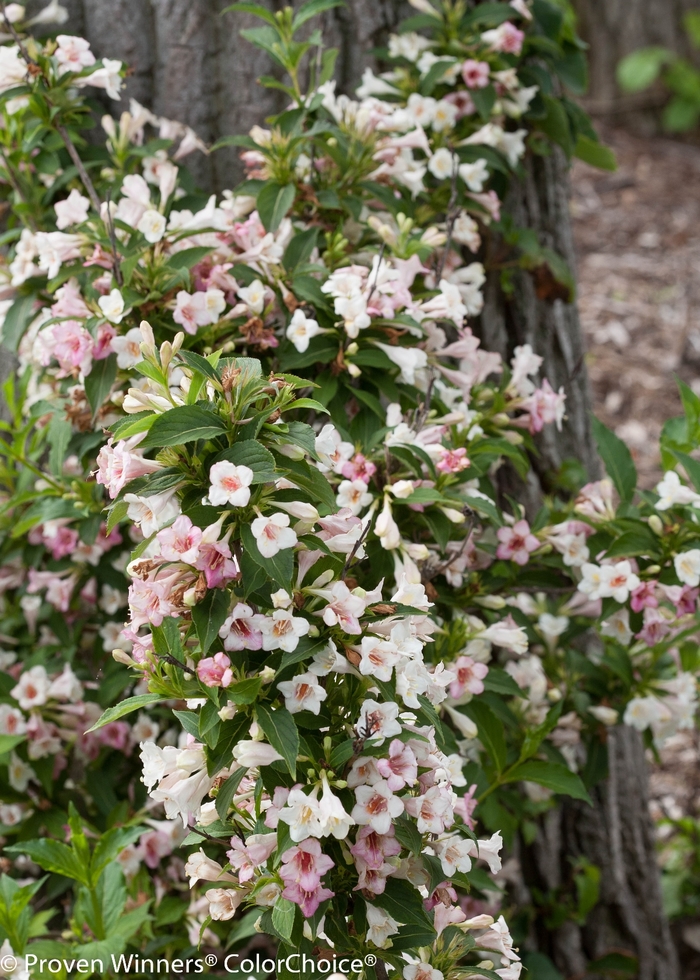 Weigela Sonic Bloom Pink 8"
