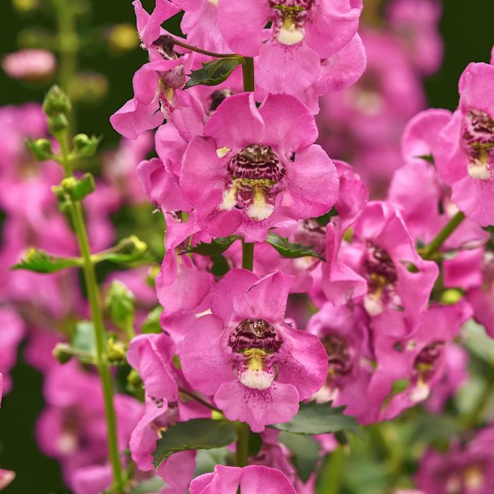 Angelonia Guardian Berry Sparkler Quart