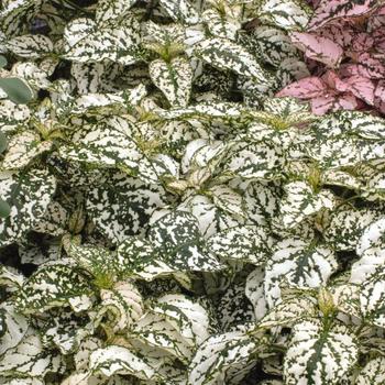 Polka Dot Splash White Quart