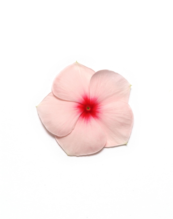 Vinca Pacifica XP Bold Mix Quart