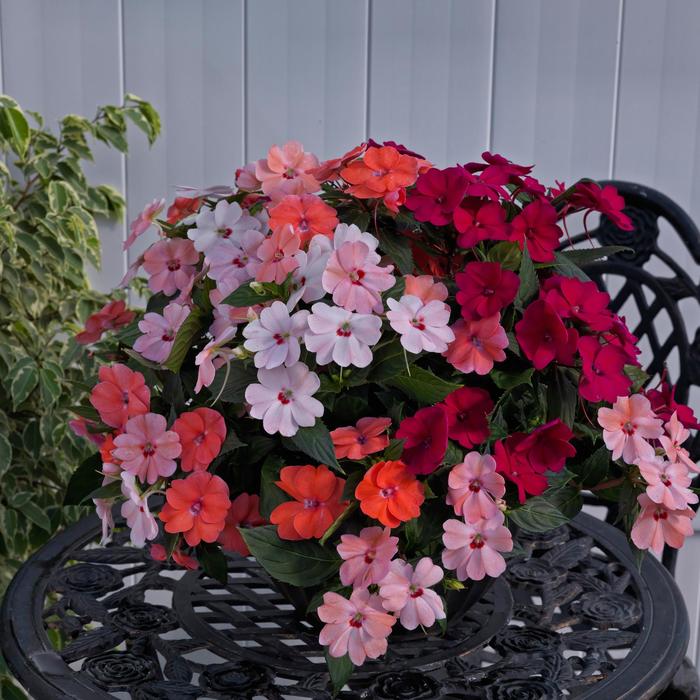Sunpatiens Compact Summer Salsa Quart