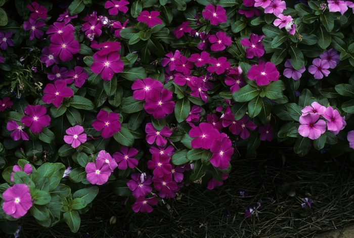 Vinca Flower Punch 1 Gal