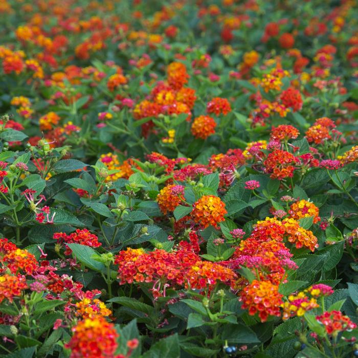 Lantana Dallas Red 1 Gal