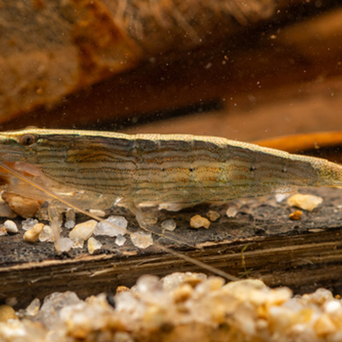 Bamboo Shrimp