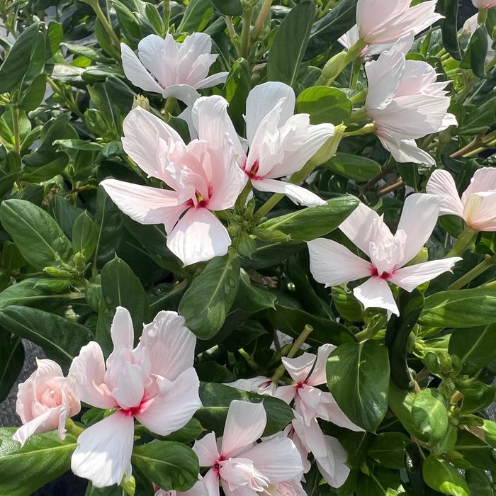 Vinca Soiree kawaii Double Orchid Quart