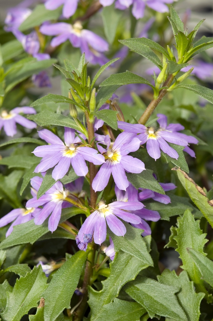 Scaevola Compact Dark Blue Quart