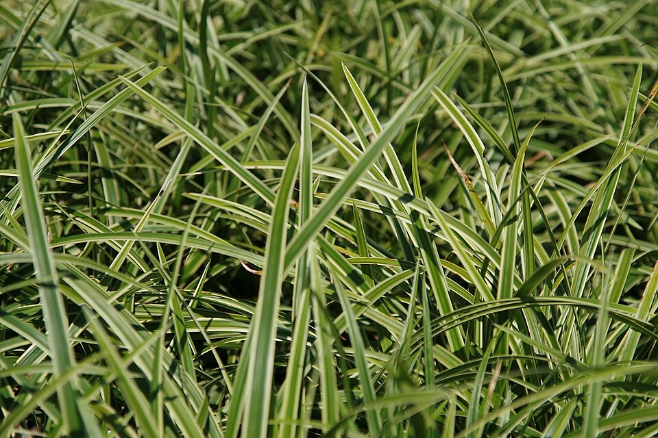 Carex morrowii 'Ice Dance'