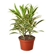 Dracaena 'Song of India', 6"