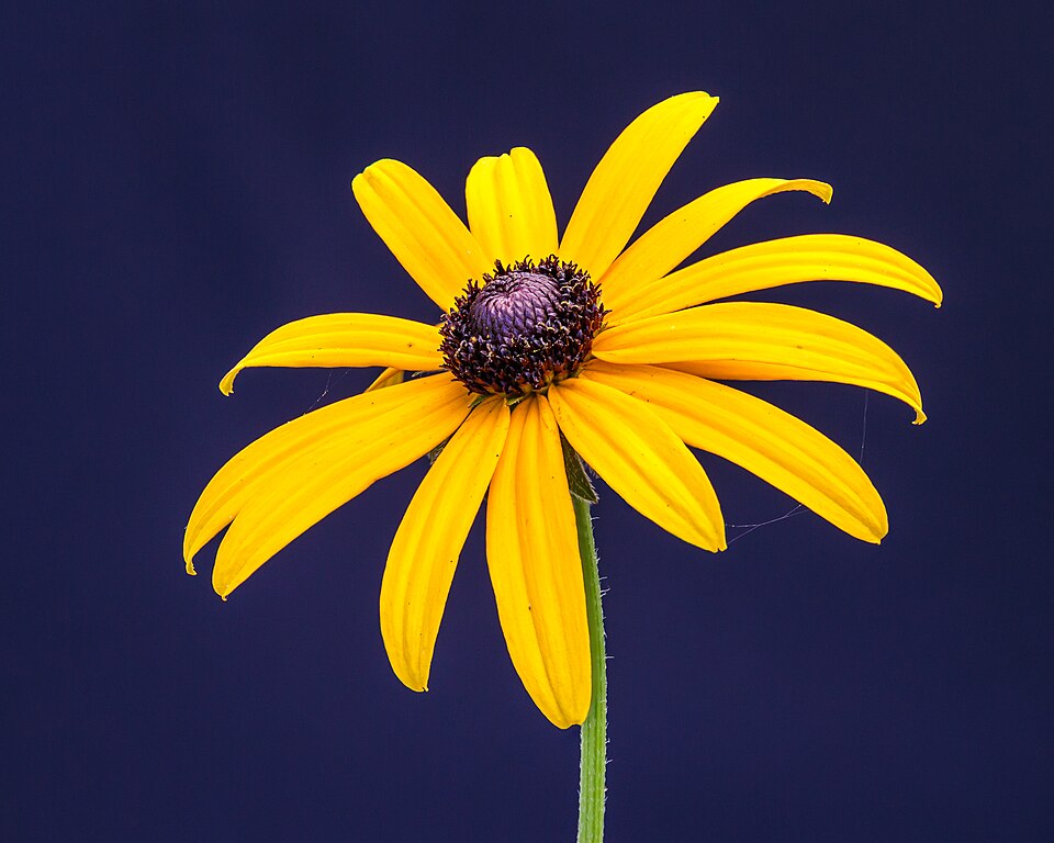 Rudbeckia fulgida 'Goldblitz' (Black Eyed Susan)