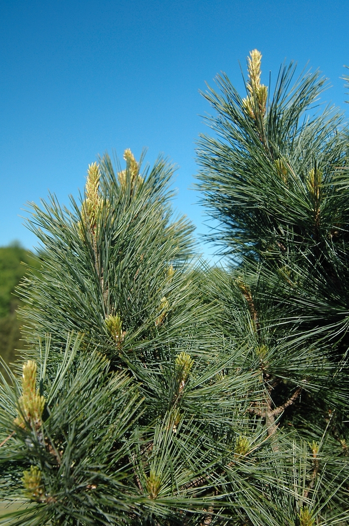 Norfolk Island Pine 4''