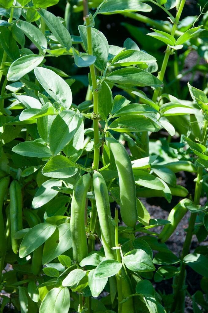 2x Plug Plants Broad Bean De Monica Tall Hardy High Yield Variety