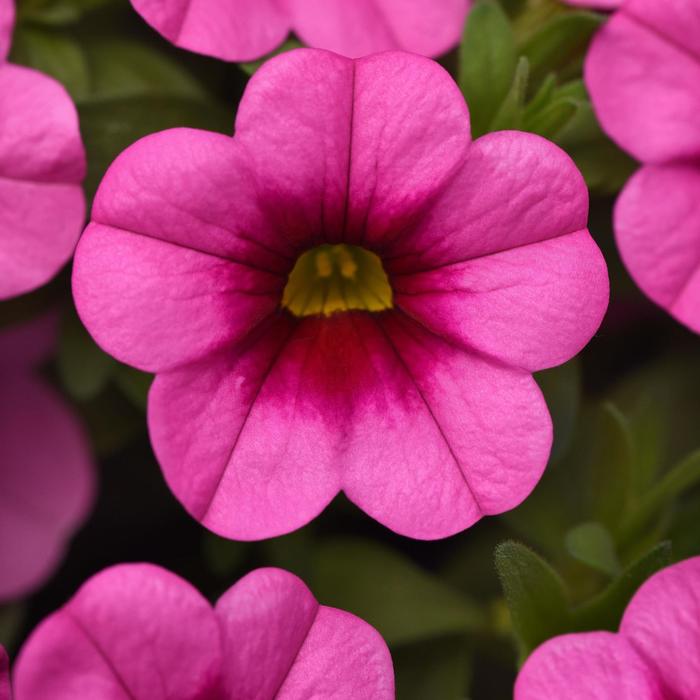 Million Bells Conga Pink Star Quart